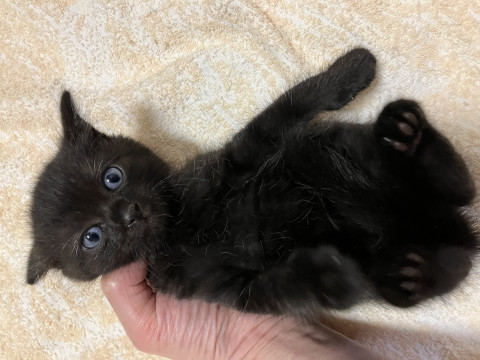 青い眼のクロ