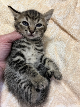おっとりしたキジトラ