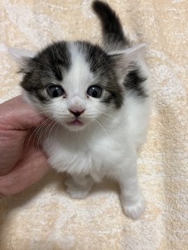 おもしろい顔のハチワレ