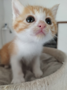 大人しめな茶白ちゃん