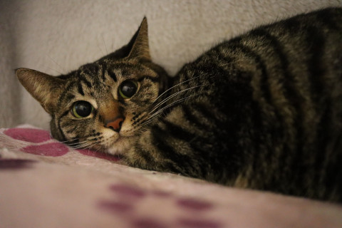 若母・小柄でカギ尻尾・ひのでちゃん