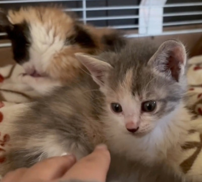 パステル三毛猫ちゃん