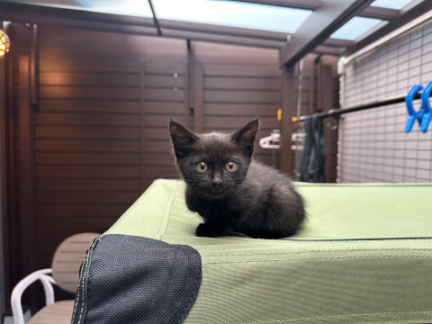 ちび黒君