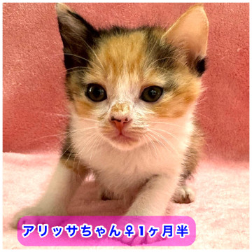 週末譲渡会参加。1ヶ月の姉妹