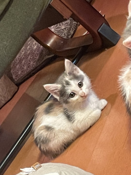 ②6人兄弟の1匹〈パステル三毛猫〉