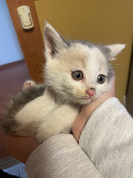 ①6人兄弟の1匹〈パステル三毛猫〉
