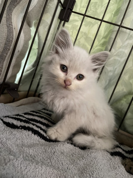 少し小柄なシロ子猫