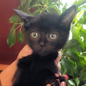 ふんわりとした黒い子猫『あん』ちゃん♀