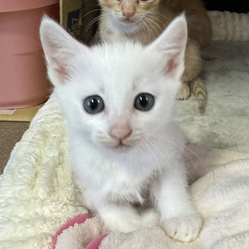 釣り船生まれの子猫♪ 白多めの白黒ちゃん