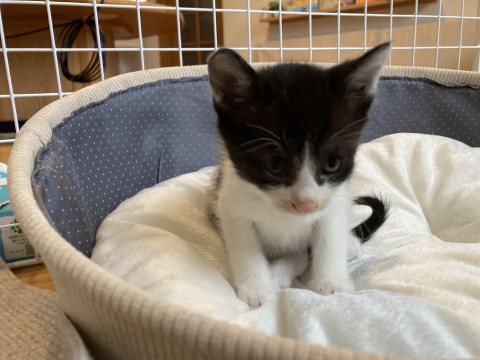 可愛い1ヶ月位の子猫です