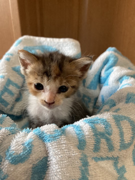 見学予定❣️三毛猫ちゃん④‼️