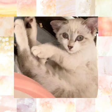 家族とはぐれてずっと鳴いていた子猫ちゃん