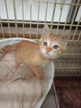 可愛い茶トラ子猫
