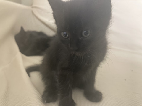 かわいい黒猫