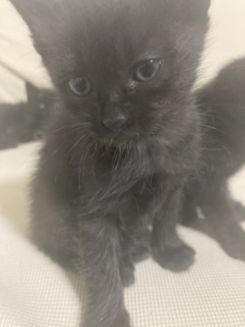 かわいい黒猫