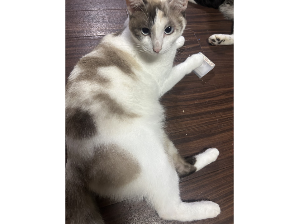 シャイなシャムミックス女子