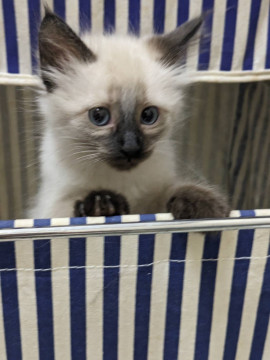 長毛ふわふわシャム子猫 はゆるちゃん