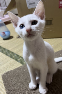 オッドアイの白猫兄妹