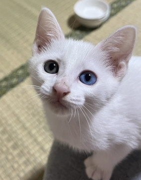 オッドアイの白猫兄妹
