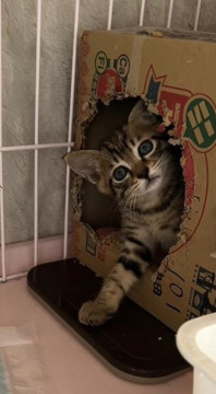 ぱっちり目のかわいいキジ男子