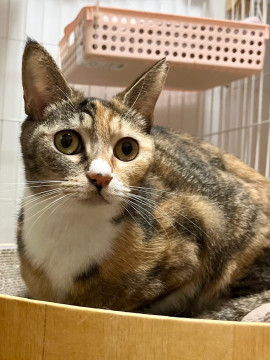 タイ子☆6歳くらい