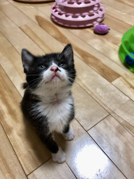 可愛らしい オトちゃん