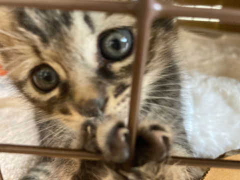 かわいいキジトラ子猫