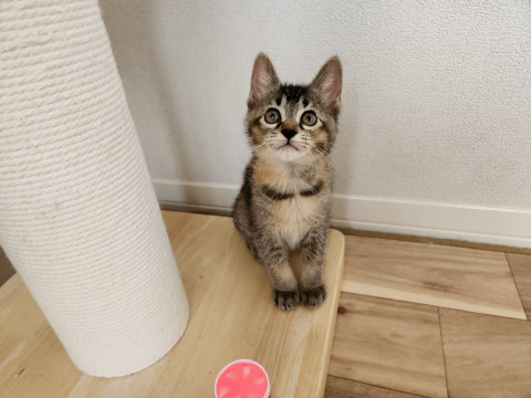 おっとりちゃん