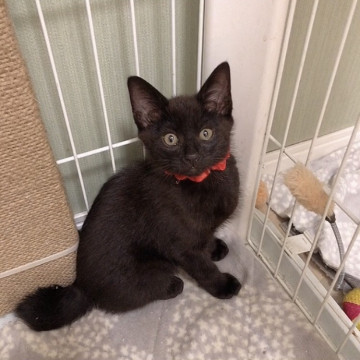 可愛い黒猫こねこ3ヶ月❣️❣️❣️