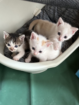 生後1ヶ月の子猫ちゃん