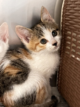 小さな三毛猫さん