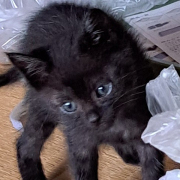 甘えん坊☆かわいい黒虎ちゃん!