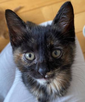サビ子猫♀超ストーカー級甘えっ子