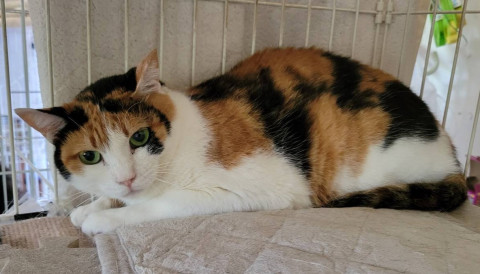 正統派三毛　美猫のアイリちゃん