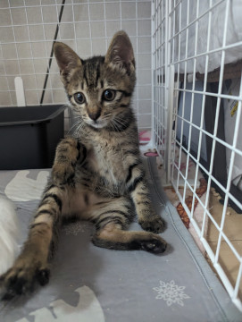 かわいいキジトラ