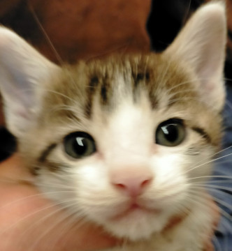 キジ白トラちゃん