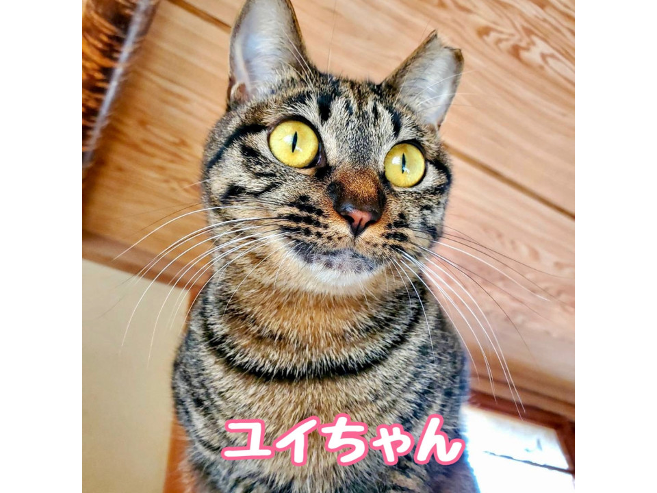ユイちゃん(兄妹のクロと一緒に)