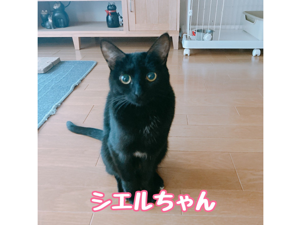 シエルちゃん(仲良しのボーと一緒に)