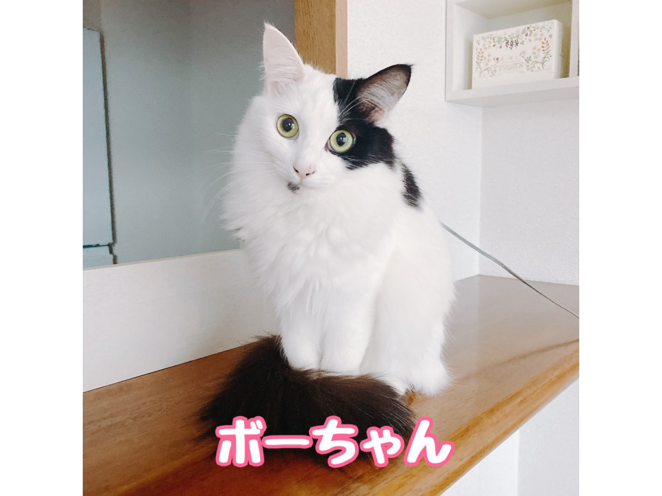 ボーちゃん(仲良しのシエルと一緒に)