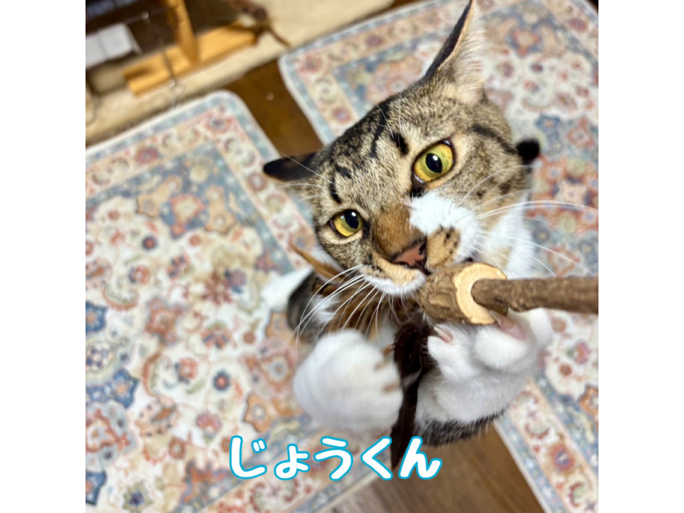 【10/19譲渡会】じょう(2匹一緒)