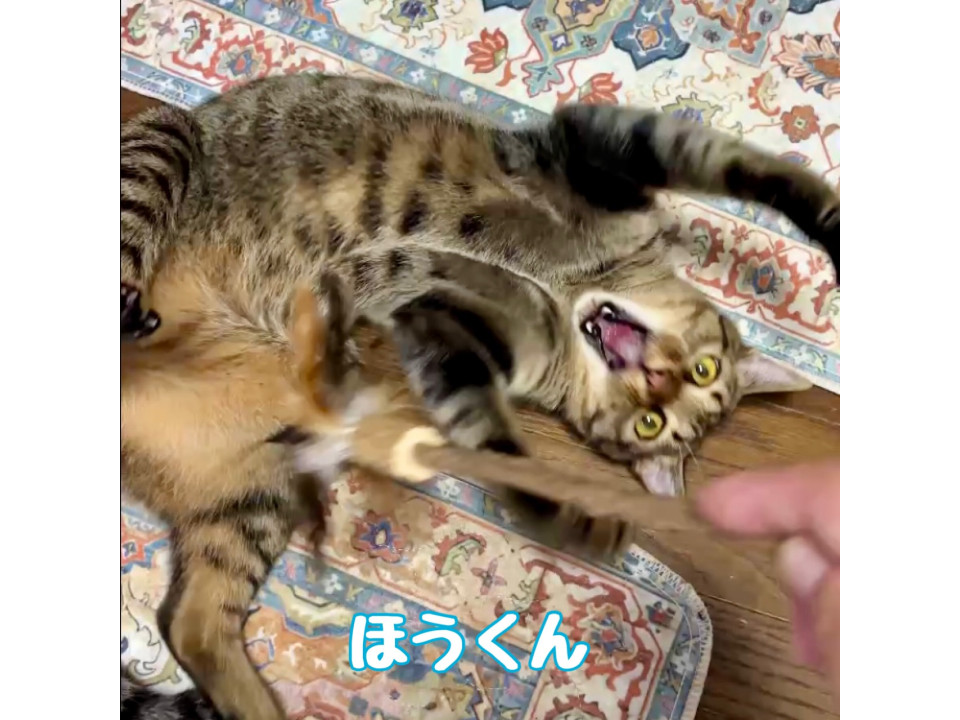 【10/19譲渡会】ほうくん(2匹一緒)