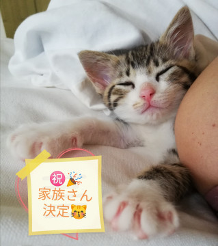 決定★人犬猫ok快活勇敢な美人猫