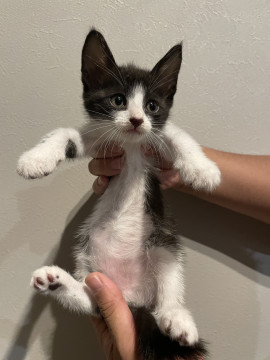 人が大好きな兄弟子猫