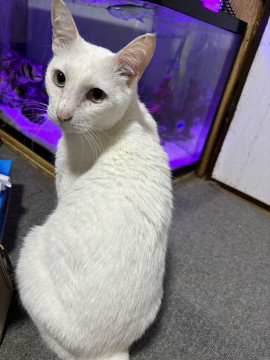 甘えん坊シロネコ