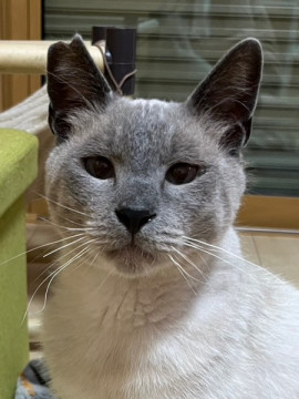 穏やかで心優しい推定4歳シャム系猫君
