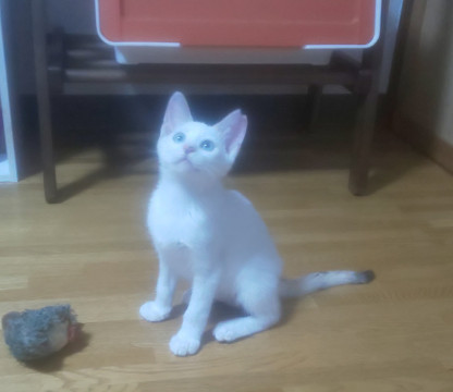 しっぽだけ三毛猫ブルーアイ