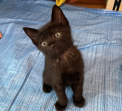 エイズキャリア 黒猫優しい性格です
