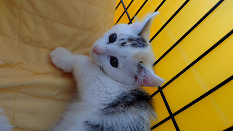 白猫の様なパステル三毛猫ちゃん