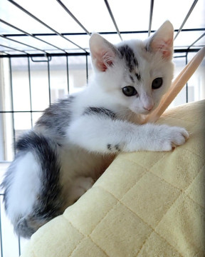 白猫 20251015-15435696-hotosena-000