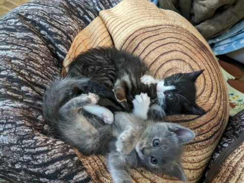 ちびママちゃんのかわいい子猫ハチワレ